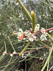 Hakea rostrata