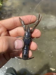 Procambarus clarkii