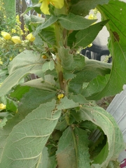 Verbascum