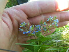 Veronica chamaedrys