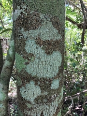 Lonchocarpus castilloi