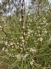 Hakea rostrata