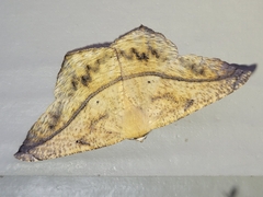 Prochoerodes lineola