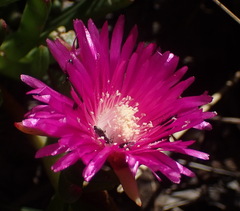 Ruschia duthiae