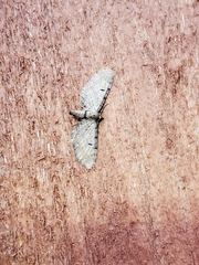 Eupithecia absinthiata