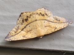 Prochoerodes lineola