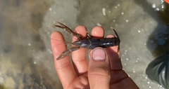 Procambarus clarkii