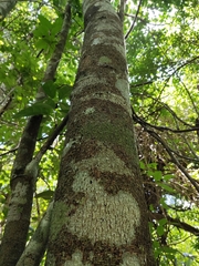 Lonchocarpus castilloi