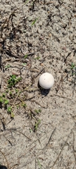 Lycoperdon utriforme