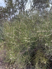 Hakea rostrata