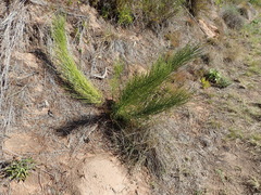 Anginon difforme