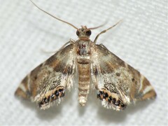 Petrophila fulicalis