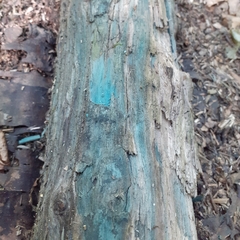 Chlorociboria