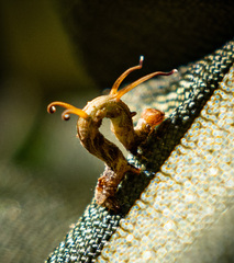 Nematocampa resistaria