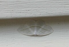 Campaea perlata
