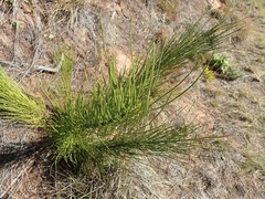 Anginon difforme