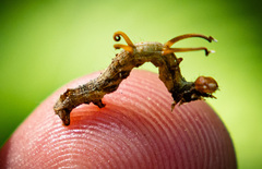 Nematocampa resistaria