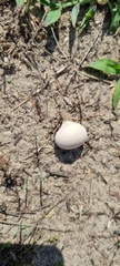Lycoperdon utriforme