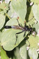 Sphecidae