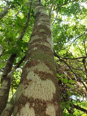 Lonchocarpus castilloi