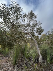Eucalyptus cosmophylla