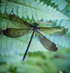 Calopteryx