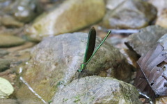 Neurobasis chinensis