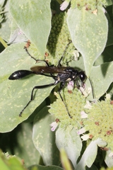 Sphecidae