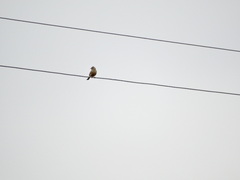 Emberiza hortulana