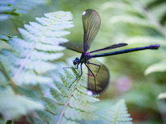 Calopteryx