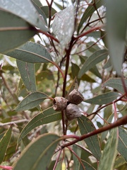 Eucalyptus cosmophylla