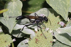 Sphecidae