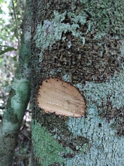 Lonchocarpus castilloi