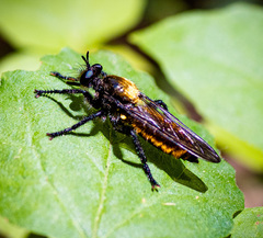 Laphria sericea