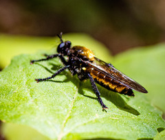 Laphria sericea