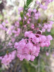 Erica irregularis