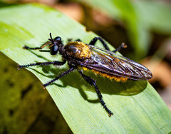 Laphria sericea