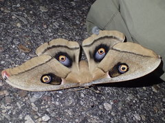 Antheraea oculea