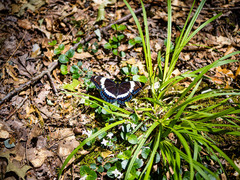 Limenitis arthemis arthemis