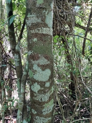 Lonchocarpus castilloi