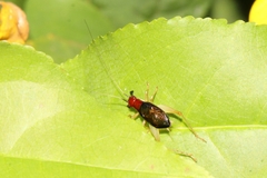 Phyllopalpus pulchellus