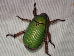 Chrysina lecontei