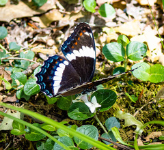 Limenitis arthemis arthemis