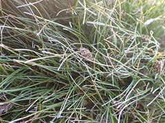 Carex nardina