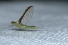 Callibaetis floridanus