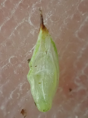 Carex nardina