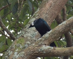 Prosthemadera novaeseelandiae novaeseelandiae