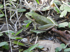 Hyla squirella