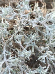 Ceratocarpus arenarius