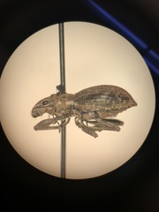 Pantomorus cervinus